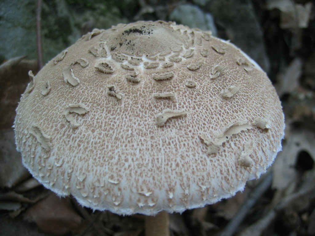 La nativit.... continua (Macrolepiota procera)